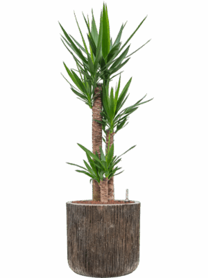 Yucca Elephantipes In Baq Luxe Lite Universe Waterfall D 22 H 136 cm - PlantenShop24 - 28-04-2025