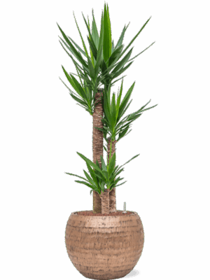 Yucca Elephantipes In Baq Opus Hammered D 22 H 129 cm - PlantenShop24 - 28-04-2025