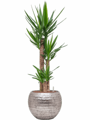 Yucca Elephantipes In Baq Opus Hammered D 22 H 129 cm - PlantenShop24 - 28-04-2025