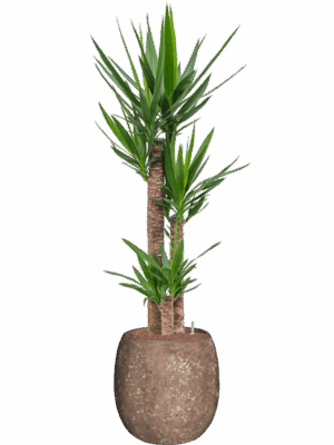 Yucca Elephantipes In Baq Polystone Coated Plain D 22 H 159 cm - PlantenShop24 - 28-04-2025