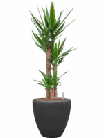 Yucca Elephantipes In Baq Polystone Plain D 22 H 137 cm - PlantenShop24 - 12-06-2025