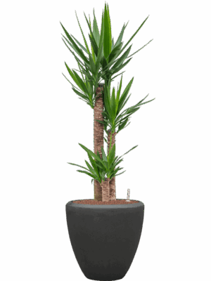 Yucca Elephantipes In Baq Polystone Plain D 22 H 137 cm - PlantenShop24 - 28-04-2025