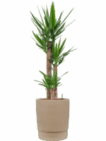 Yucca Elephantipes In Chao D 22 H 140 cm - PlantenShop24 - 28-04-2025