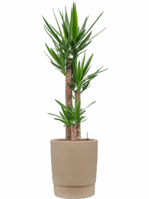 Yucca Elephantipes In Chao D 22 H 140 cm - PlantenShop24 - 28-04-2025