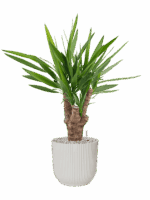 Yucca Elephantipes In Vibes Fold D 21 H 80 cm - PlantenShop24 - 22-04-2025