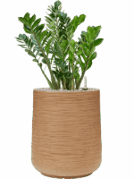 Zamioculcas Zamiifolia In Baq Dune D 27 H 84 cm - PlantenShop24 - 29-04-2025