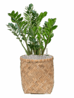 Zamioculcas Zamiifolia In Bohemian D 27 H 73 cm - PlantenShop24 - 29-04-2025