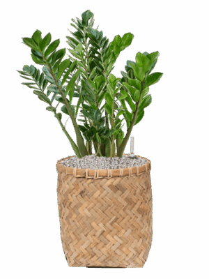 Zamioculcas Zamiifolia In Bohemian D 27 H 73 cm - PlantenShop24 - 29-04-2025