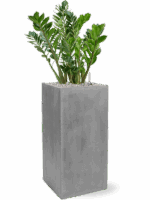 Zamioculcas Zamiifolia In Fiberstone D 27 H 101 cm - PlantenShop24 - 29-04-2025