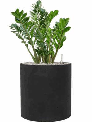 Zamioculcas Zamiifolia In Rough D 27 H 82 cm - PlantenShop24 - 29-04-2025