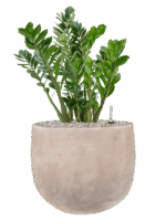 Zamioculcas Zamiifolia In Terra Cotta Omar D 27 H 75 cm - PlantenShop24 - 29-04-2025