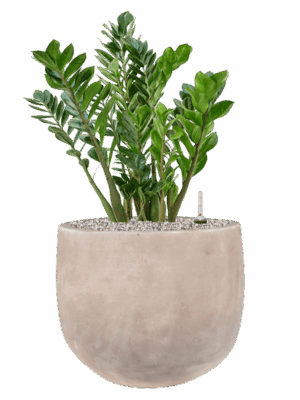 Zamioculcas Zamiifolia In Terra Cotta Omar D 27 H 75 cm - PlantenShop24 - 29-04-2025