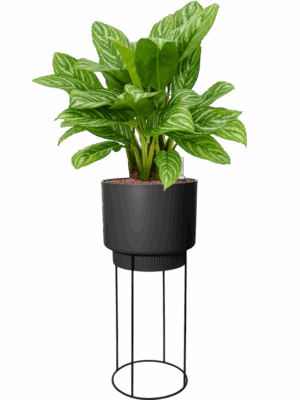 Aglaonema Stripes In B. For Studio D 25 H 111 cm - PlantenShop24 - 16-05-2025