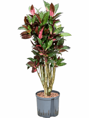 Croton Codiaeum Variegatum Mrs. Iceton D 22 H 115 cm - PlantenShop24 - 16-05-2025