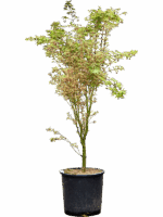 Acer Pal. Butterfly D 32 H 145 cm - PlantenShop24 - 10-06-2025