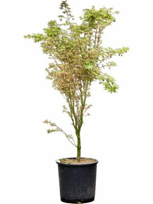 Acer Pal. Butterfly D 32 H 145 cm - PlantenShop24 - 21-05-2025