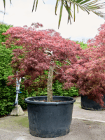 Acer Pal. Diss Crimson Queen D 103 H 220 cm - PlantenShop24 - 21-05-2025