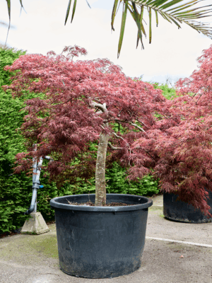 Acer Pal. Diss Crimson Queen D 103 H 220 cm - PlantenShop24 - 21-05-2025