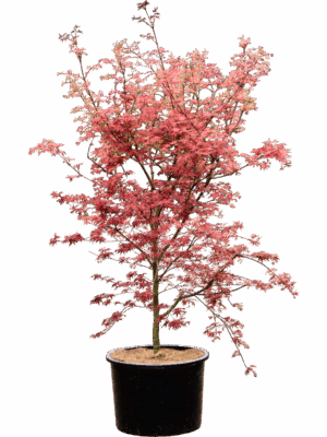 Acer Pal. De Shojo D 43 H 175 cm - PlantenShop24 - 21-05-2025