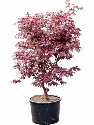 Acer Pal. Fire Glow D 43 H 160 cm - PlantenShop24 - 21-05-2025