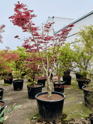 Acer Pal. Fire Glow D 83 H 310 cm - PlantenShop24 - 21-05-2025