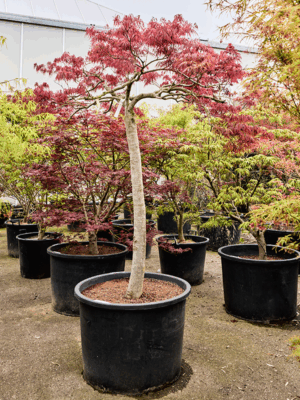 Acer Pal. Diss. Garnet D 77 H 240 cm - PlantenShop24 - 21-05-2025