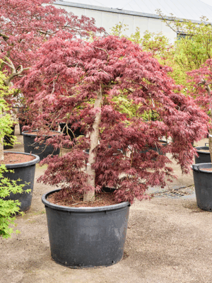 Acer Pal. Diss. Garnet D 86 H 200 cm - PlantenShop24 - 21-05-2025