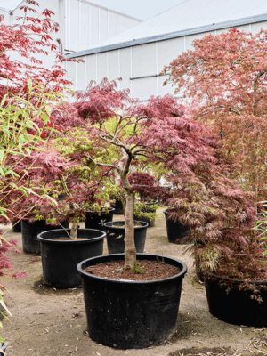 Acer Pal. Diss. Garnet D 95 H 210 cm - PlantenShop24 - 21-05-2025