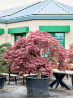 Acer Pal. Diss. Garnet D 108 H 260 cm - PlantenShop24 - 21-05-2025