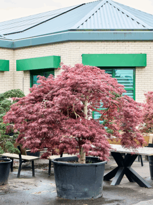 Acer Pal. Diss. Garnet D 108 H 260 cm - PlantenShop24 - 21-05-2025