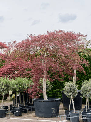 Acer Pal. Diss. Garnet D 95 H 280 cm - PlantenShop24 - 21-05-2025