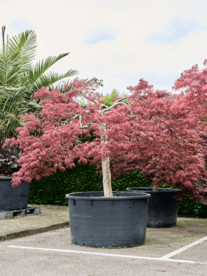 Acer Pal. Diss. Garnet D 120 H 260 cm - PlantenShop24 - 21-05-2025