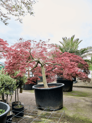 Acer Pal. Diss. Garnet D 110 H 230 cm - PlantenShop24 - 21-05-2025