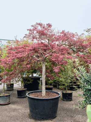 Acer Pal. Diss. Garnet D 96 H 250 cm - PlantenShop24 - 21-05-2025
