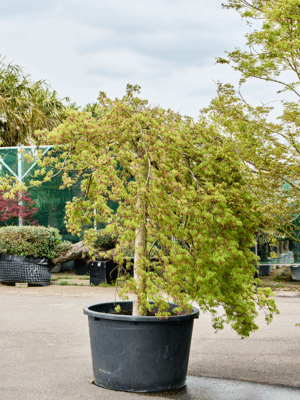 Acer Pal. Diss. Green Lace D 103 H 260 cm - PlantenShop24 - 21-05-2025