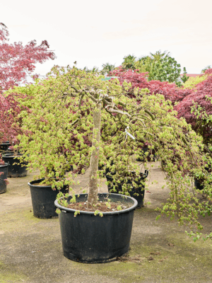 Acer Pal. Diss. Green Lace D 95 H 200 cm - PlantenShop24 - 21-05-2025