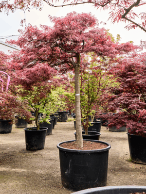 Acer Pal. Diss. Inaba-shidare D 78 H 240 cm - PlantenShop24 - 21-05-2025