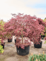 Acer Pal. Diss. Inaba-shidare D 100 H 270 cm - PlantenShop24 - 21-05-2025