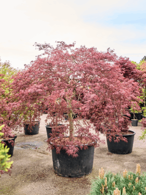 Acer Pal. Diss. Inaba-shidare D 100 H 270 cm - PlantenShop24 - 21-05-2025