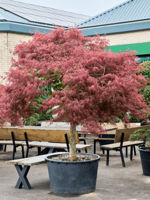 Acer Pal. Diss. Inaba-shidare D 95 H 280 cm - PlantenShop24 - 21-05-2025