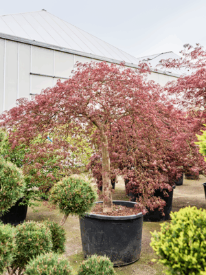 Acer Pal. Diss. Inaba-shidare D 110 H 275 cm - PlantenShop24 - 21-05-2025