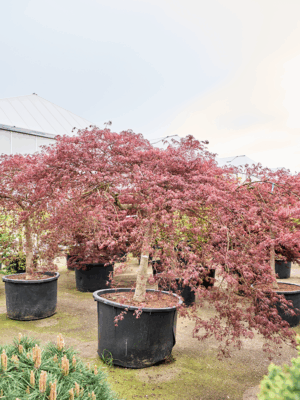 Acer Pal. Diss. Inaba-shidare D 115 H 270 cm - PlantenShop24 - 21-05-2025