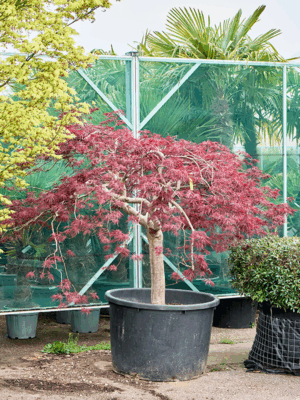 Acer Pal. Diss. Inaba-shidare D 100 H 240 cm - PlantenShop24 - 21-05-2025