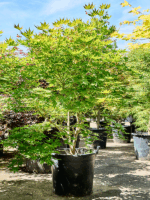Acer Pal. Kogane Nishiki D 69 H 220 cm - PlantenShop24 - 21-05-2025