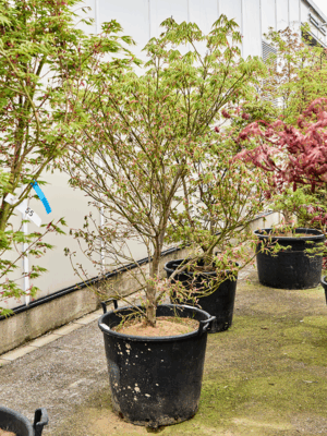 Acer Pal. Kogane Nishiki D 65 H 210 cm - PlantenShop24 - 21-05-2025