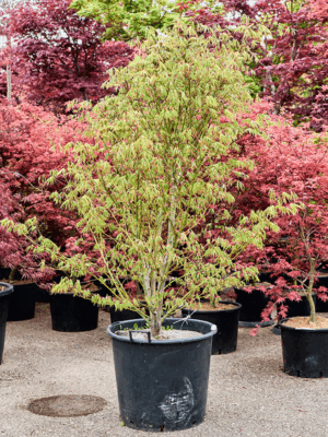Acer Pal. Kogane Nishiki D 60 H 215 cm - PlantenShop24 - 21-05-2025