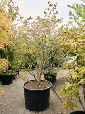 Acer Pal. Kogane Nishiki D 80 H 270 cm - PlantenShop24 - 21-05-2025