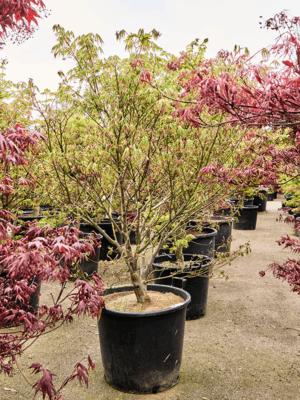 Acer Pal. Kogane Nishiki D 64 H 210 cm - PlantenShop24 - 21-05-2025