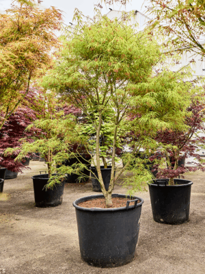 Acer Pal. Koto-No-Ito D 70 H 220 cm - PlantenShop24 - 21-05-2025