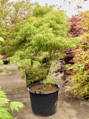 Acer Pal. Koto-No-Ito D 70 H 240 cm - PlantenShop24 - 21-05-2025